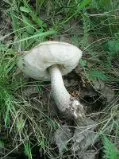 По грибы с лукошком