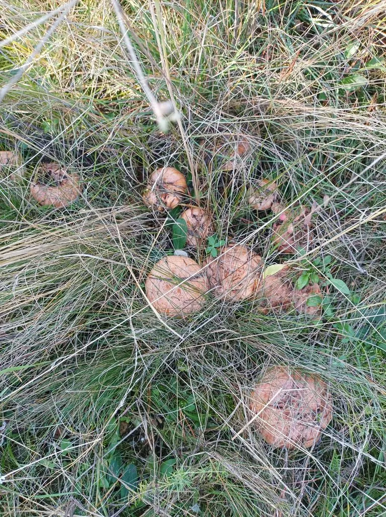 По грибы с лукошком