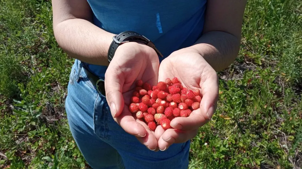 Чайная беседка