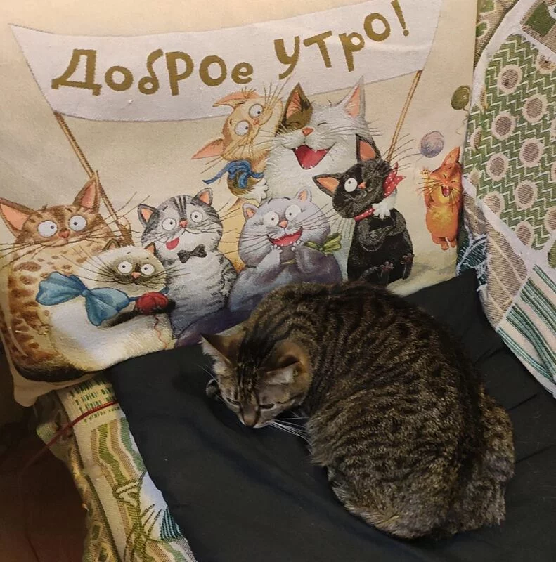 Кто сказал "Мяу"?