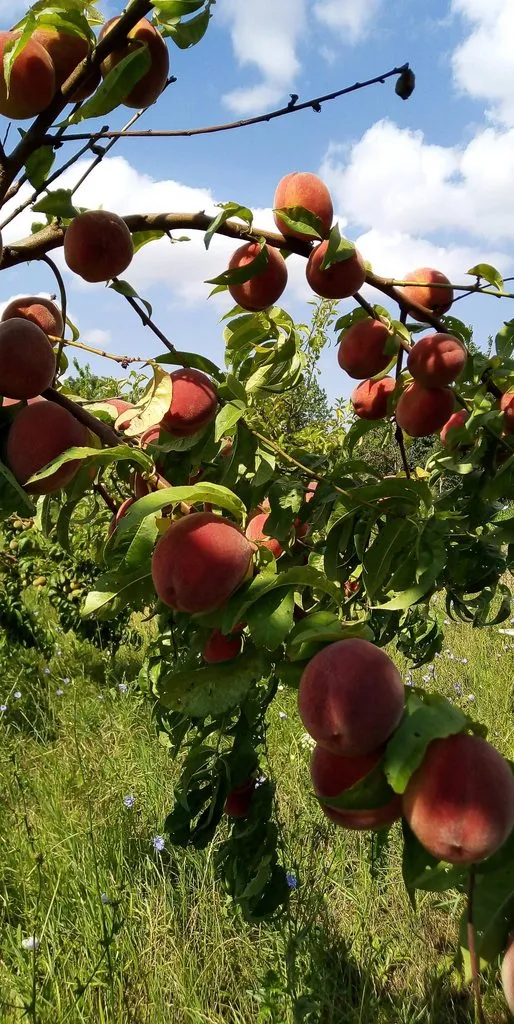 Чайная беседка