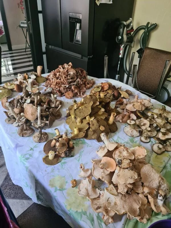 По грибы с лукошком