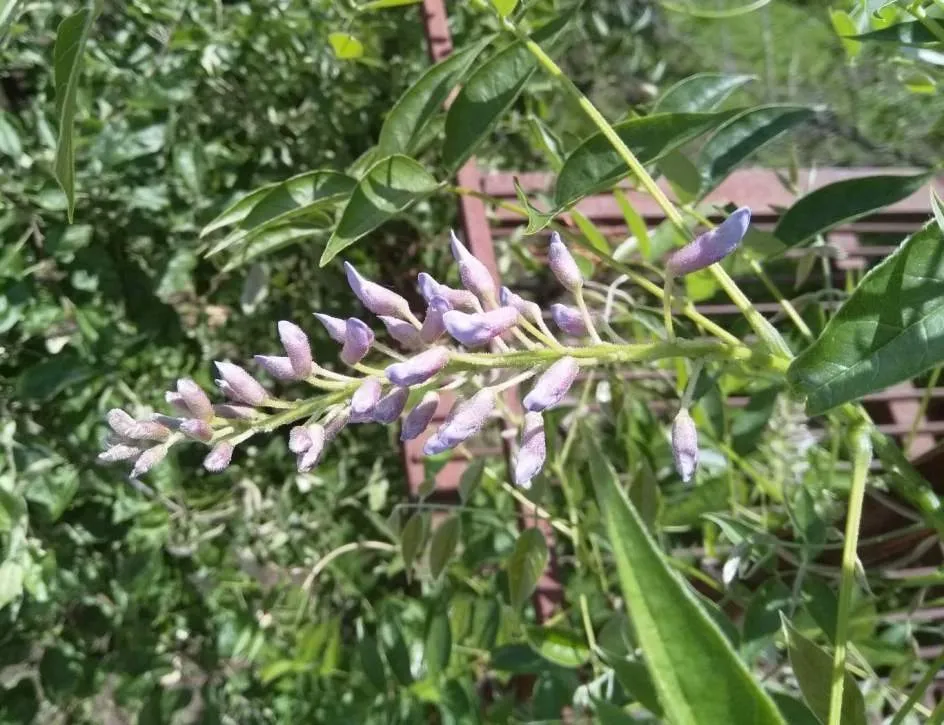 Чайная беседка