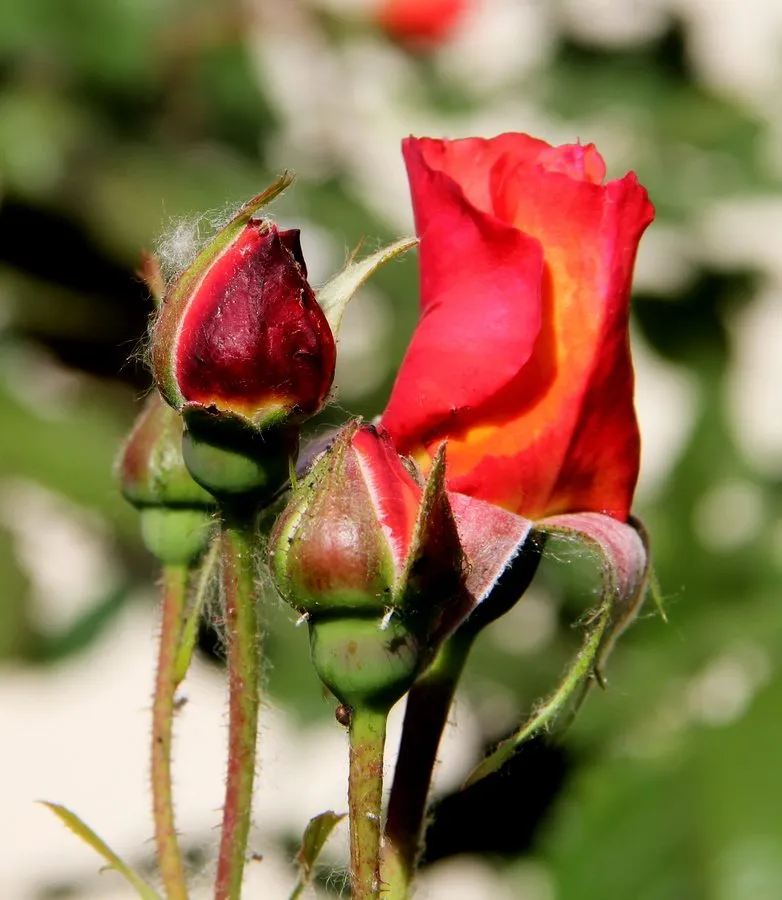 Чайная беседка