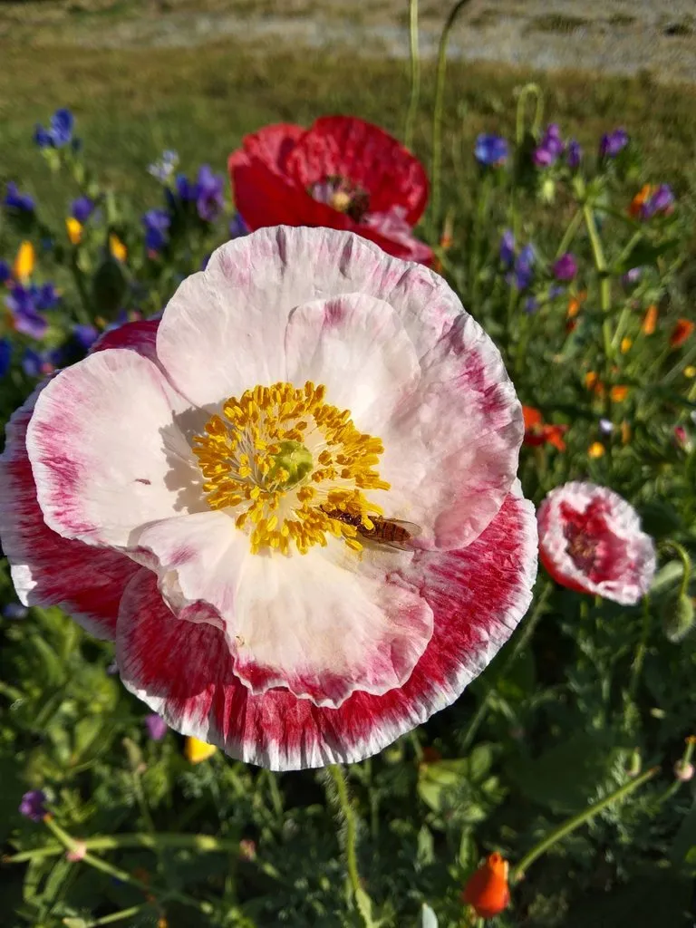 Чайная беседка