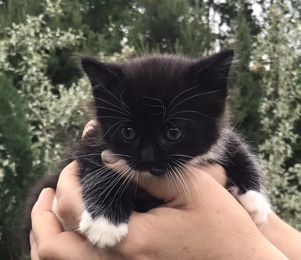 Помогите найти котятам дом!