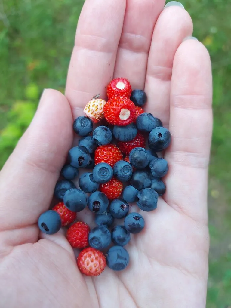 Чайная беседка