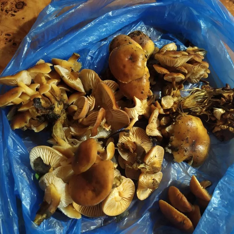 По грибы с лукошком