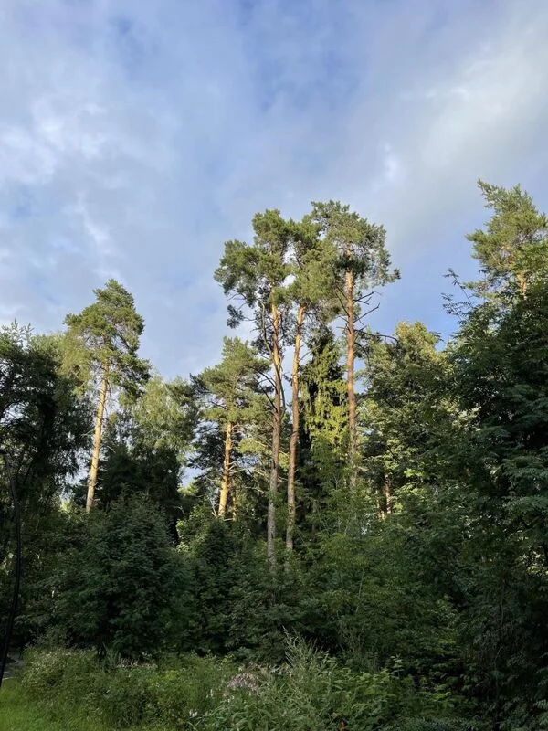 Чайная беседка