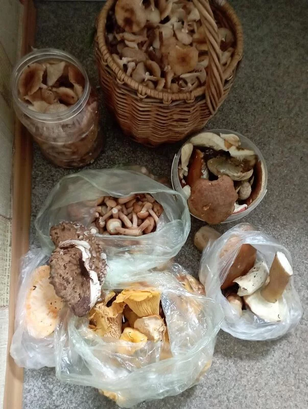 По грибы с лукошком