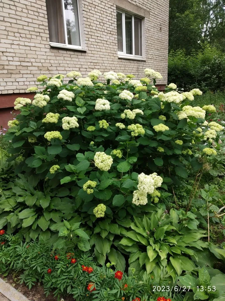 Чайная беседка