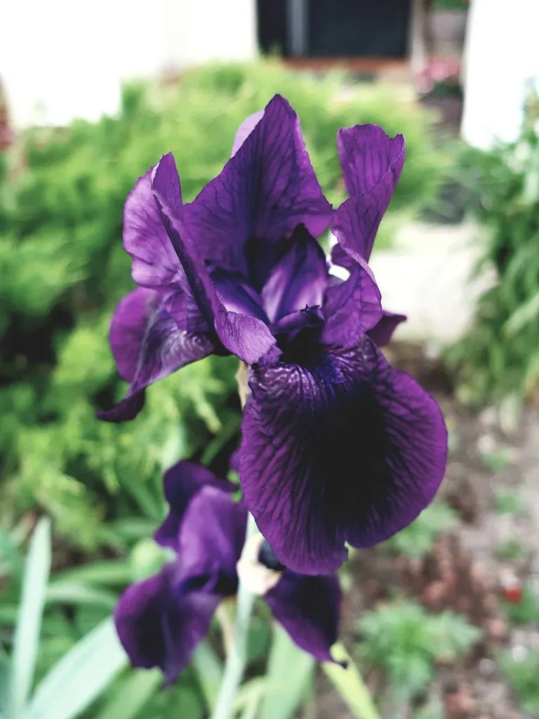 Чайная беседка