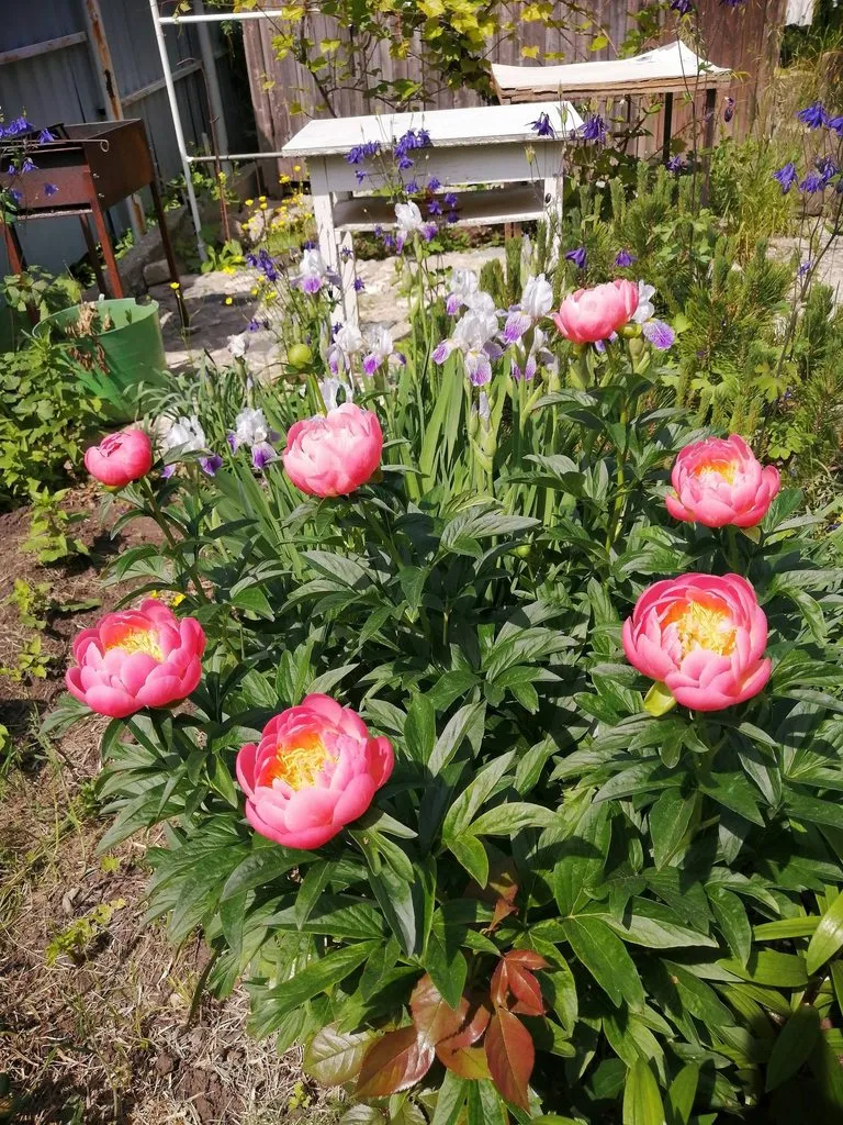 Чайная беседка