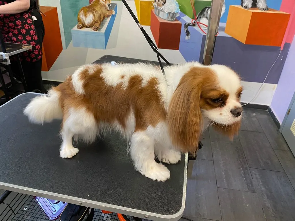 Чайная беседка