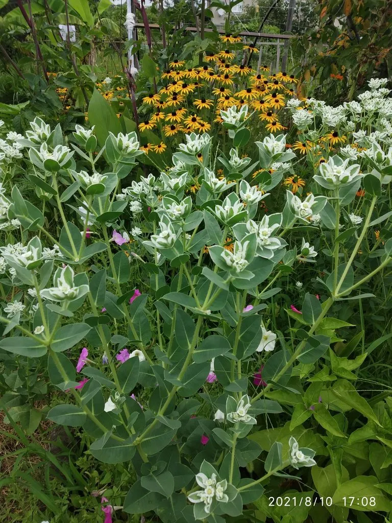 Tapтaлeтки & Ко