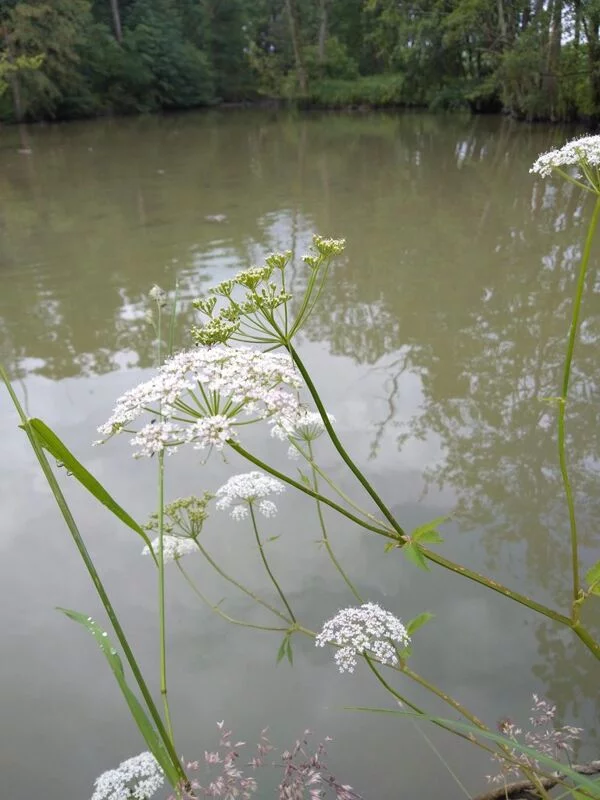 Чайная беседка