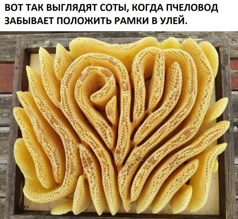 Пчёлки очень любят мёд