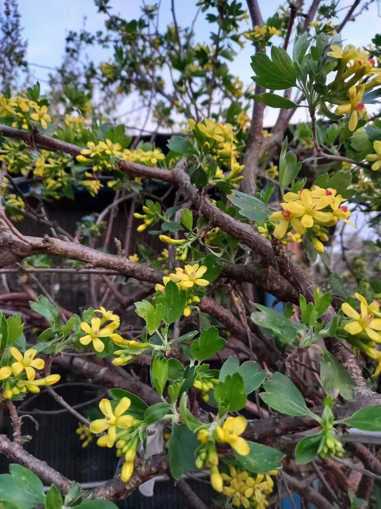 Чайная беседка