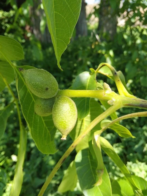 Чайная беседка