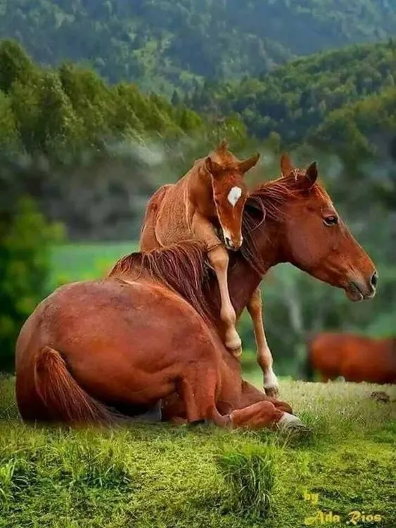 Эти забавные животные