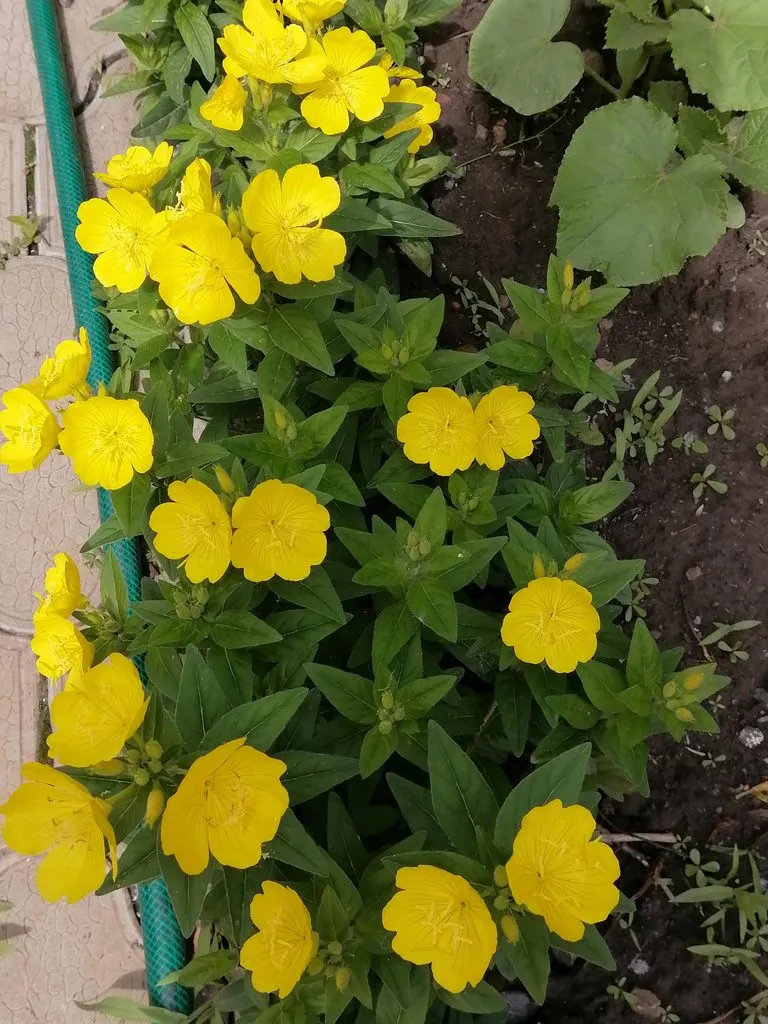 Чайная беседка