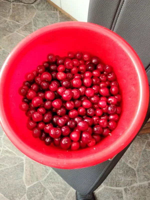 Чайная беседка