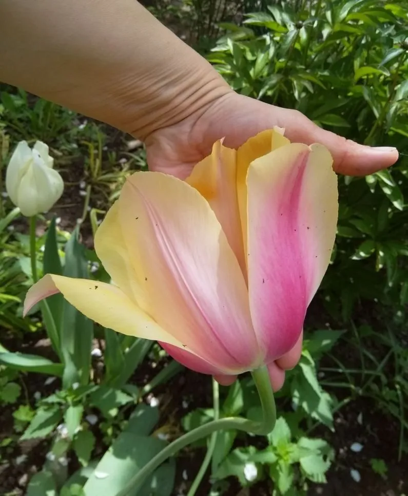 Чайная беседка