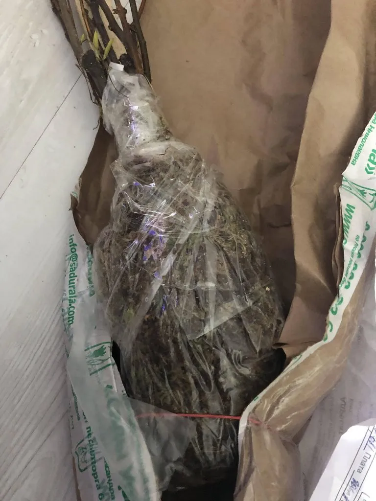 Пора выращивать рассаду