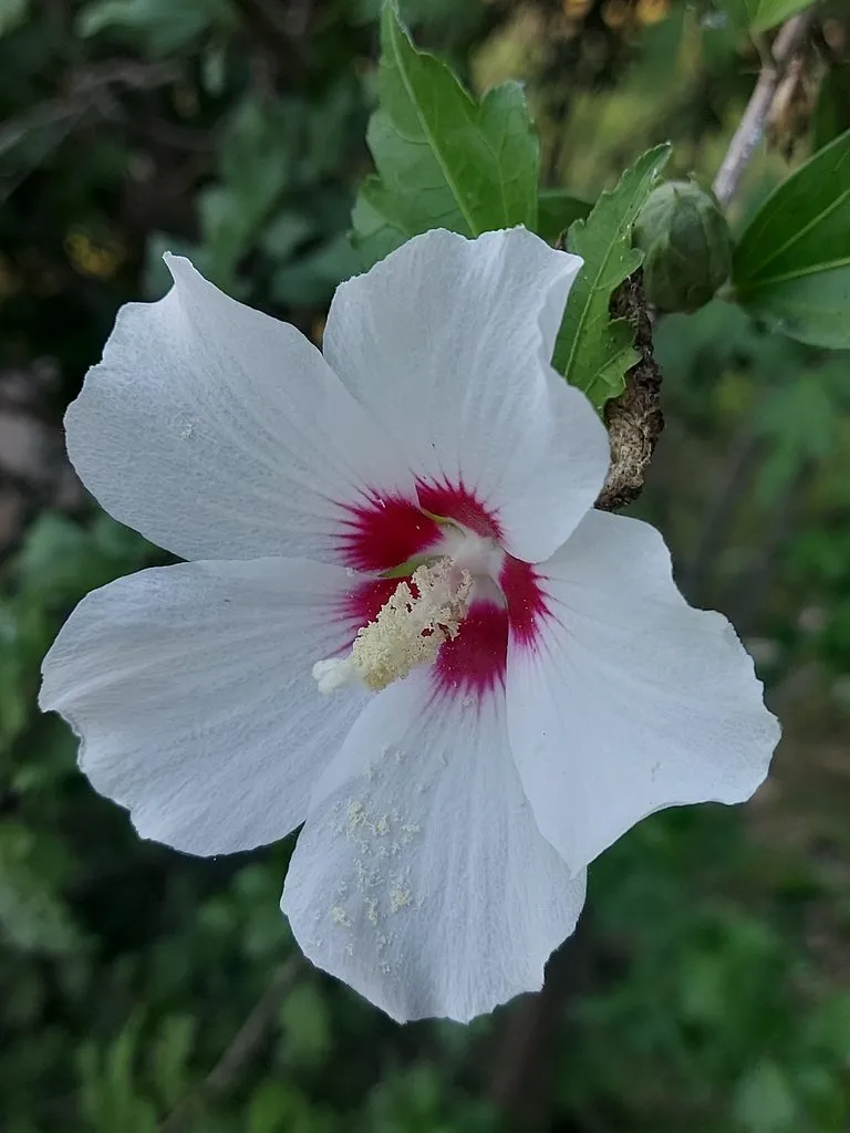 Чайная беседка