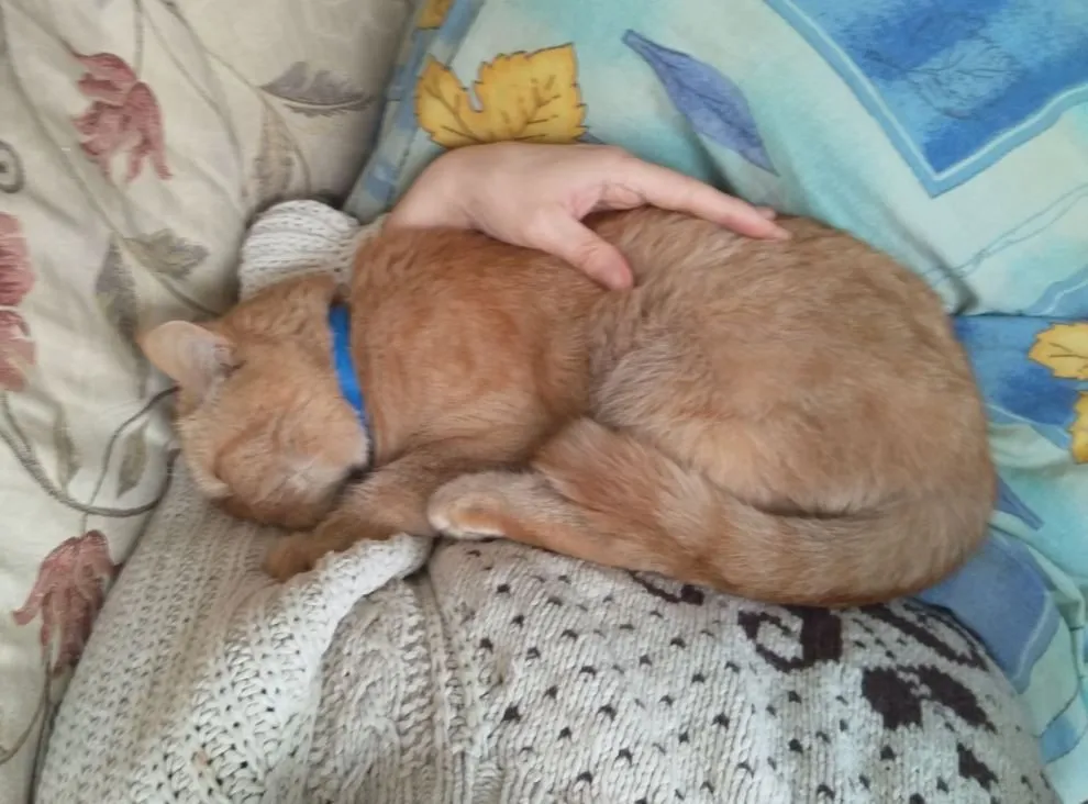 Чайная беседка