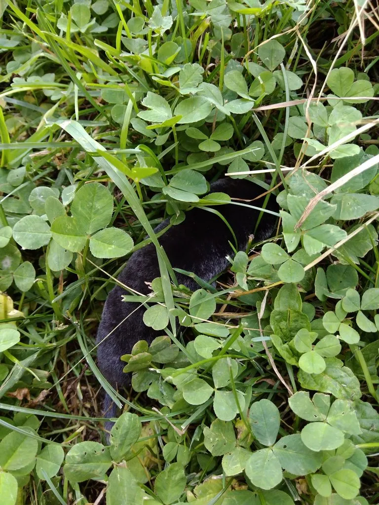 Чайная беседка