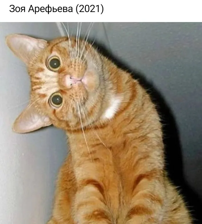 Кошичкина полиция
