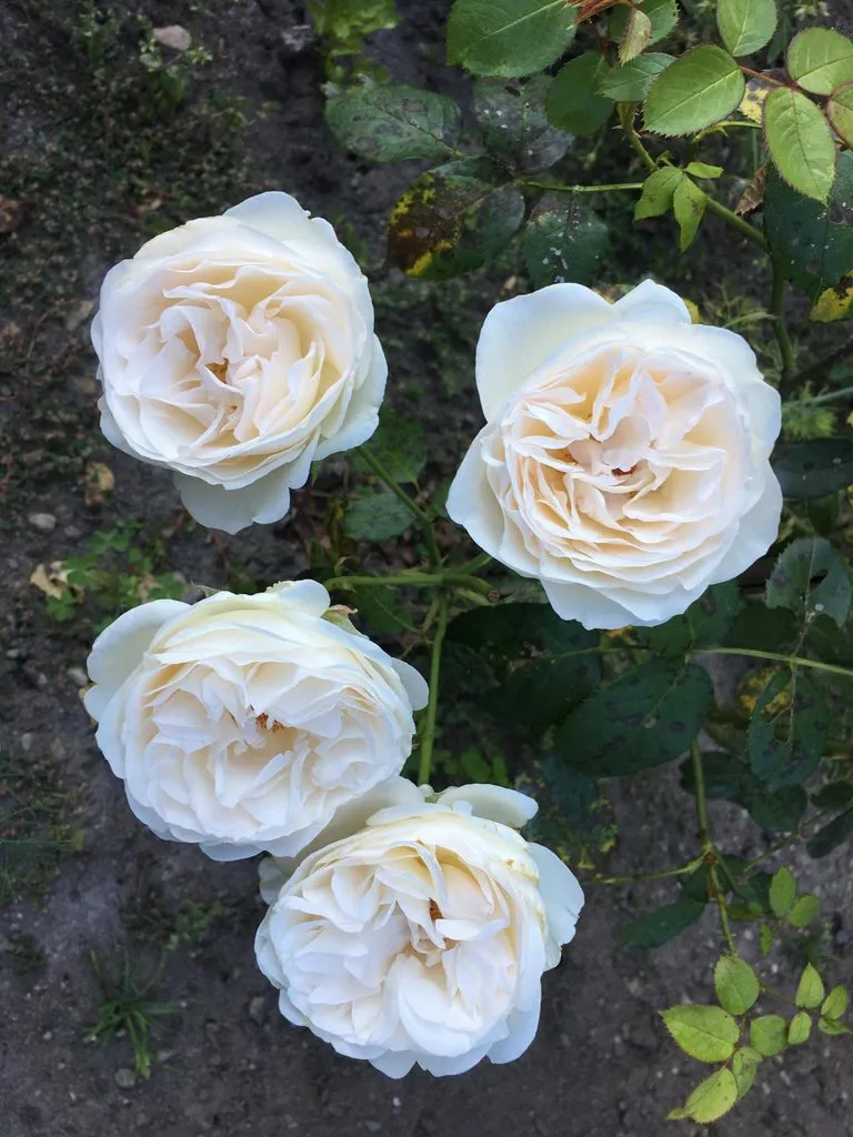 Чайная беседка