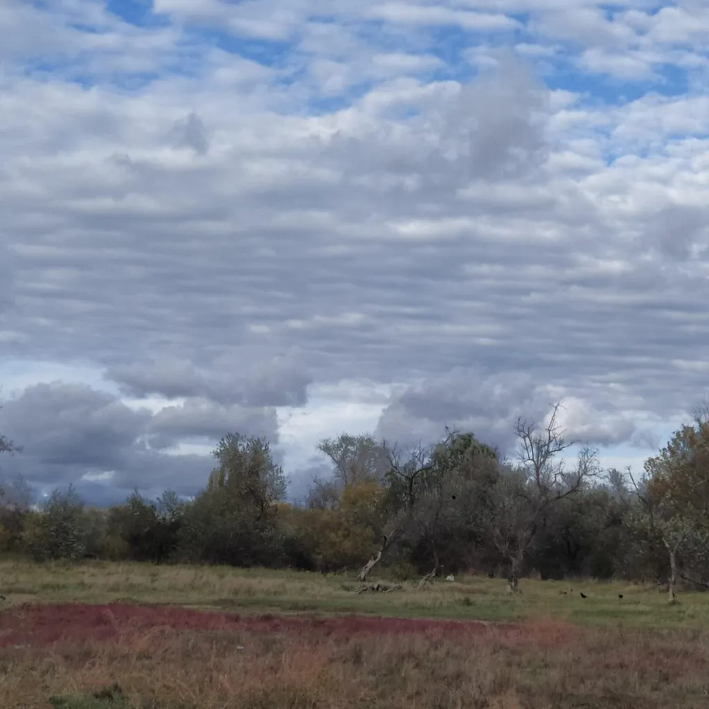 Чайная беседка