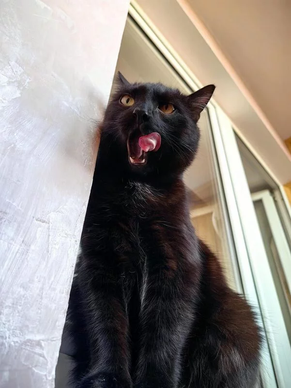 Tapтaлeтки & Ко