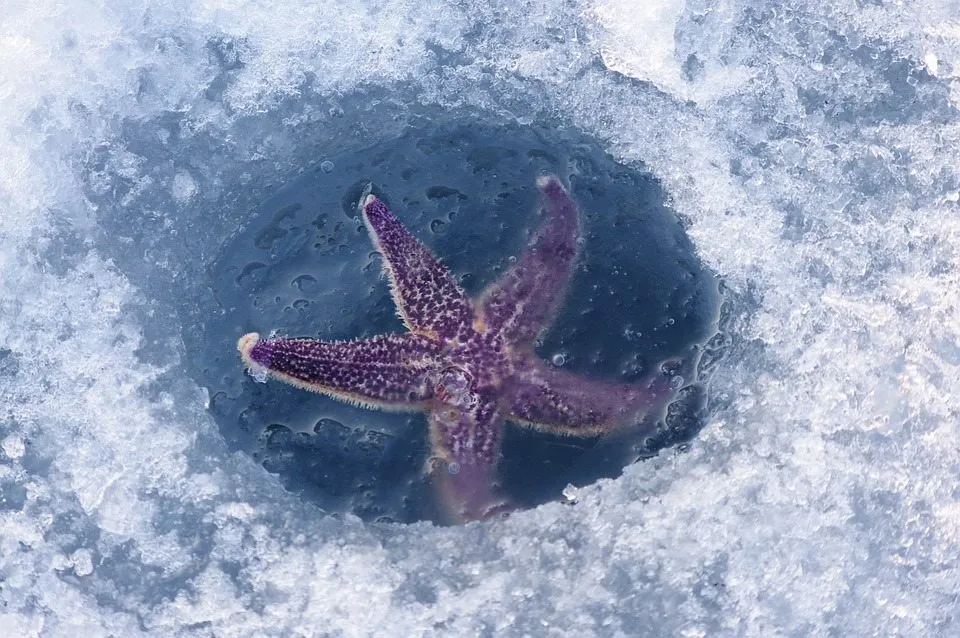 Морские звезды защищают водоросли от ежей