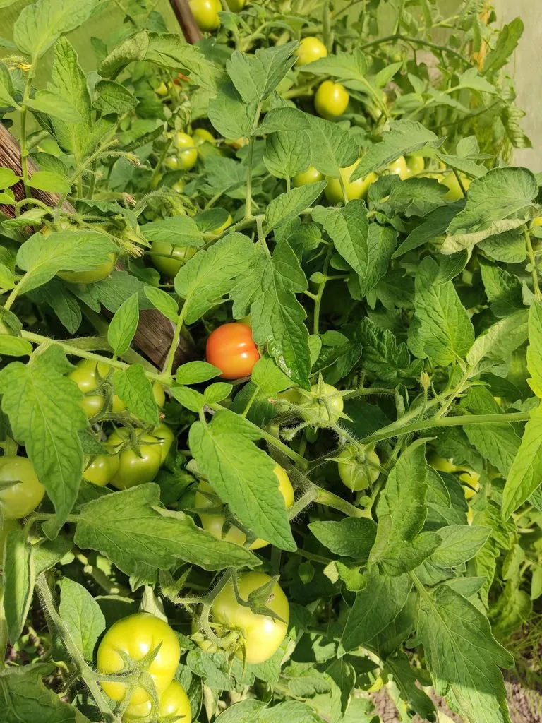 Чайная беседка