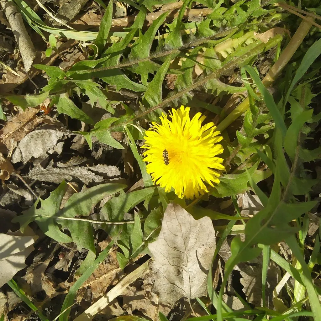 Чайная беседка