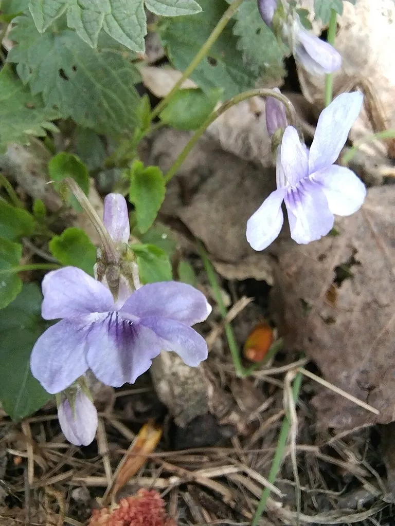 Чайная беседка