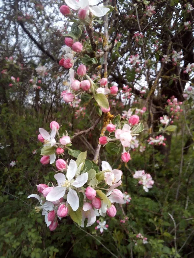 Tapтaлeтки & Ко