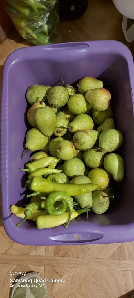 Чайная беседка