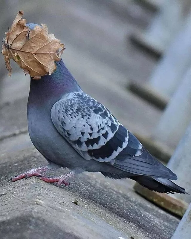Эти забавные животные