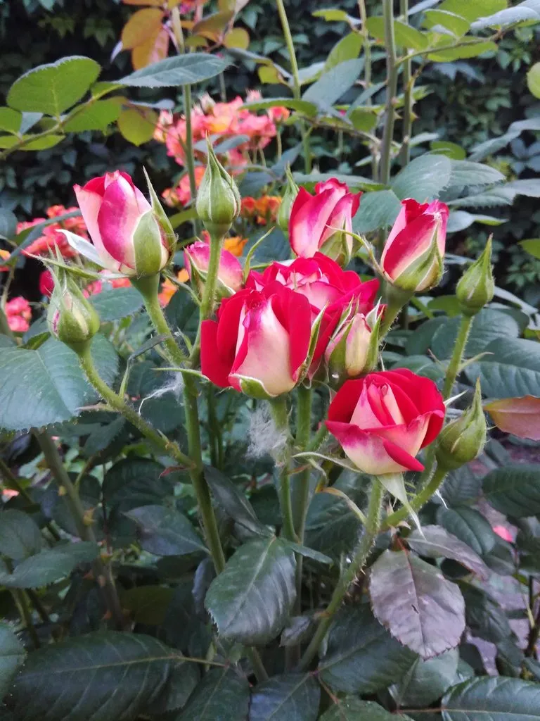 Чайная беседка