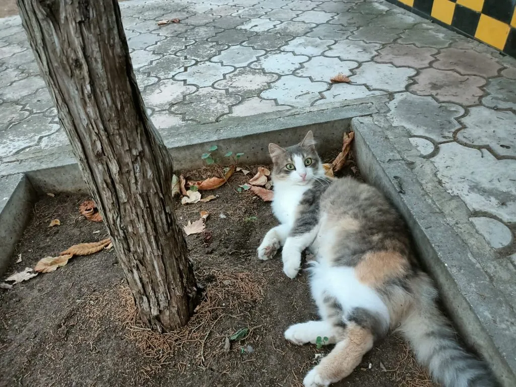 Чайная беседка