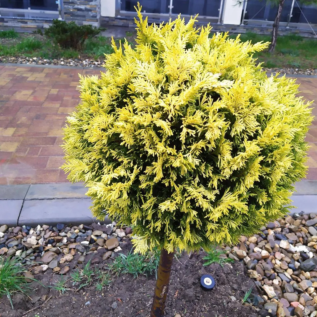 Чайная беседка