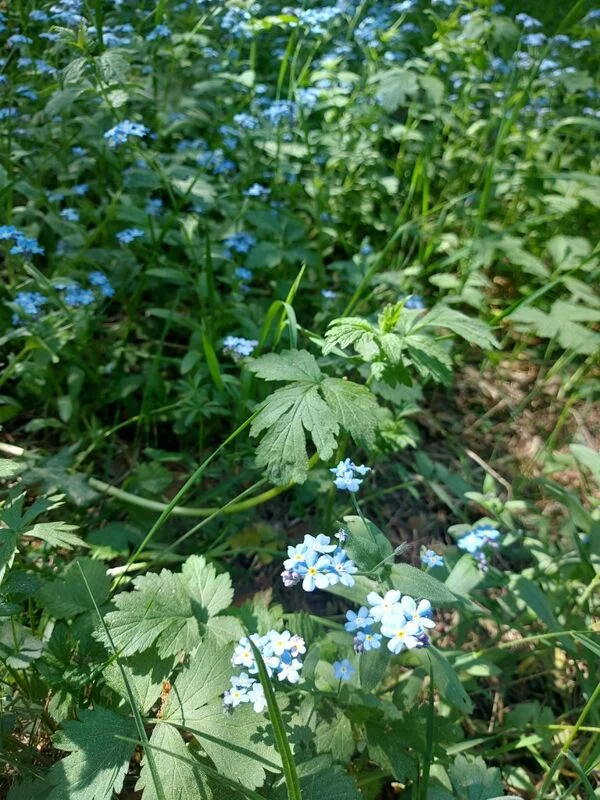 Чайная беседка