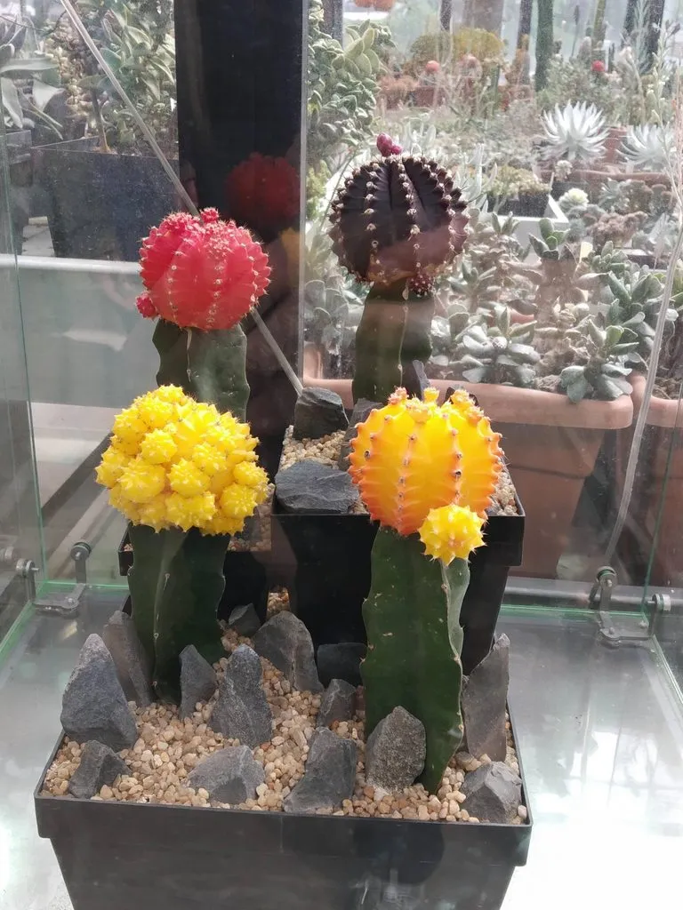 Чайная беседка