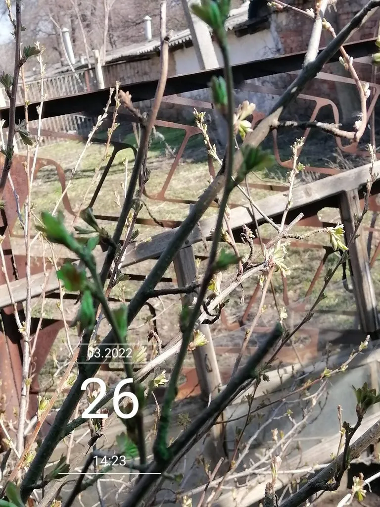 Чайная беседка