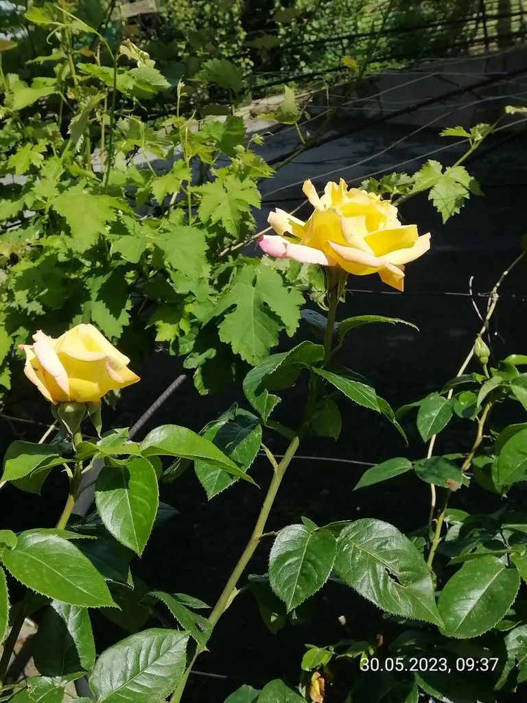 Чайная беседка