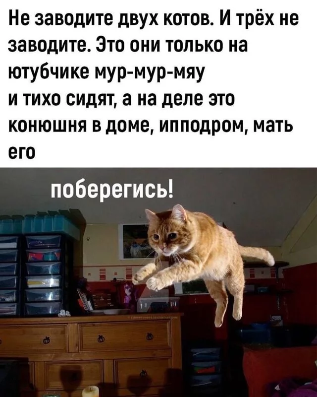 Кто сказал "Мяу"?